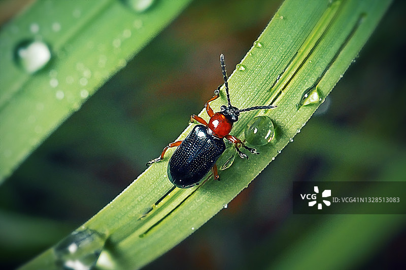 Oulema melanopus 禾叶甲虫图片素材