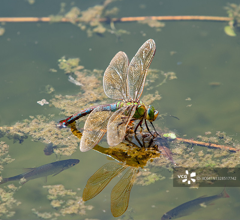 蜻蜓在水面产卵，鱼儿观看图片素材