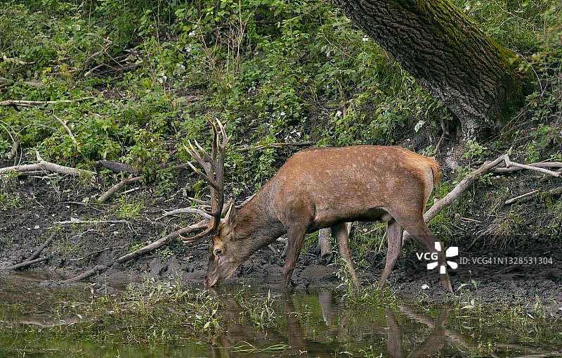 奥地利多瑙河泛滥平原饮水的马鹿图片素材