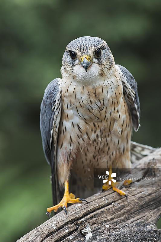 灰背隼，德国下萨克森州埃姆斯兰图片素材