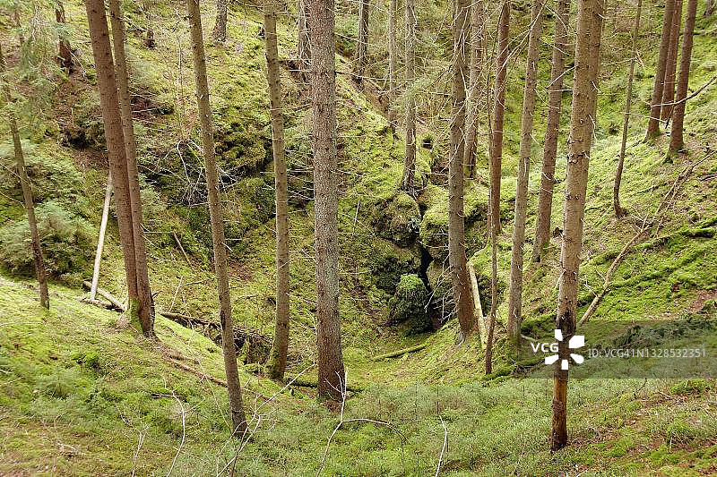 德国巴伐利亚喀斯特洼地：云杉林景观图片素材