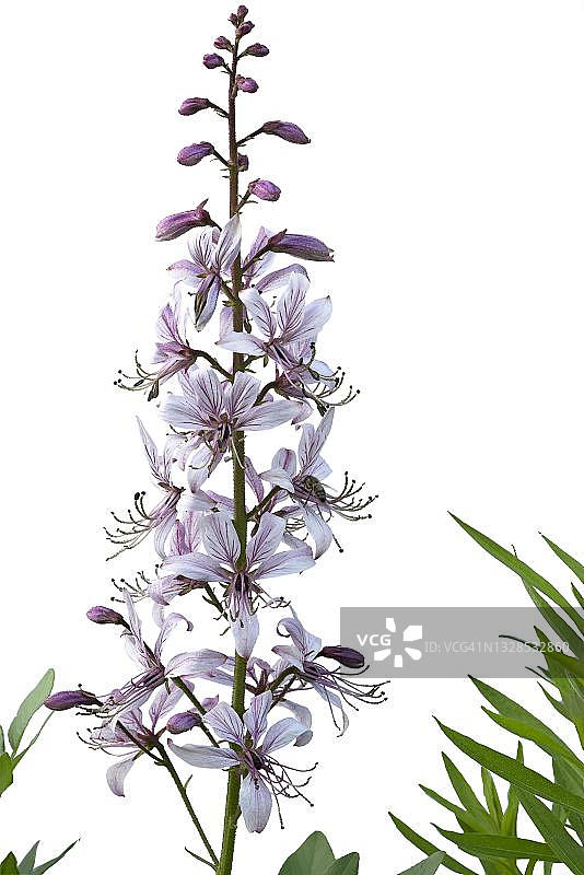 白鲜（Dictamnus albus）在白色背景上，工作室拍摄，德国图片素材