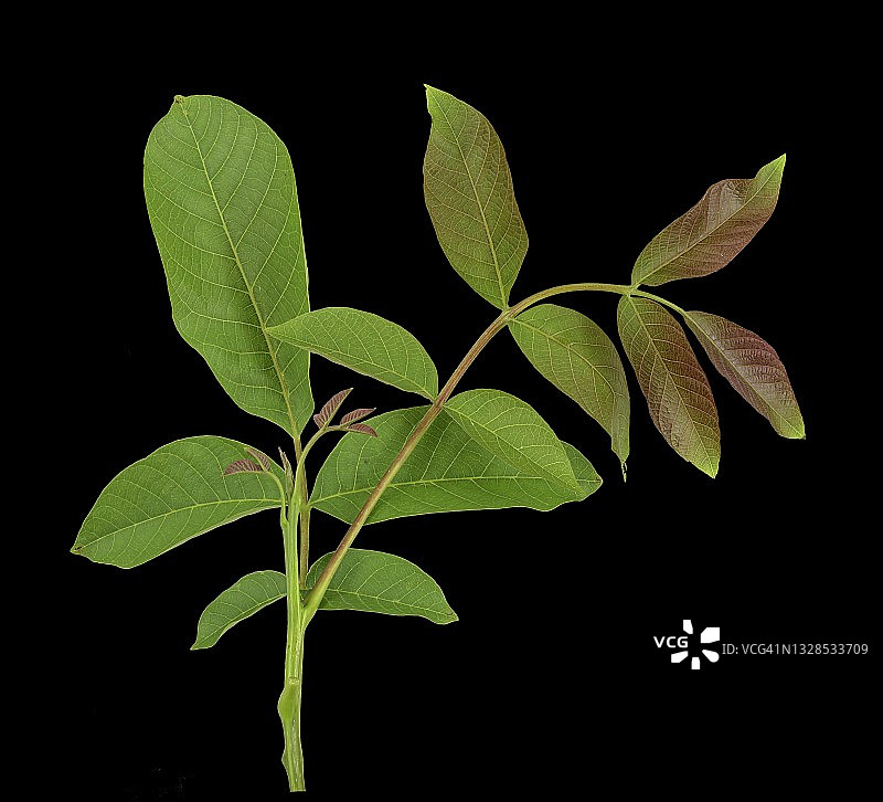 波斯核桃(Juglans regia)的嫩叶，德国图片素材