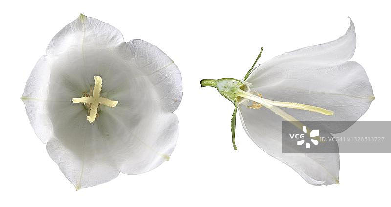 风铃草（Campanula persicifolia），花朵切开，德国图片素材