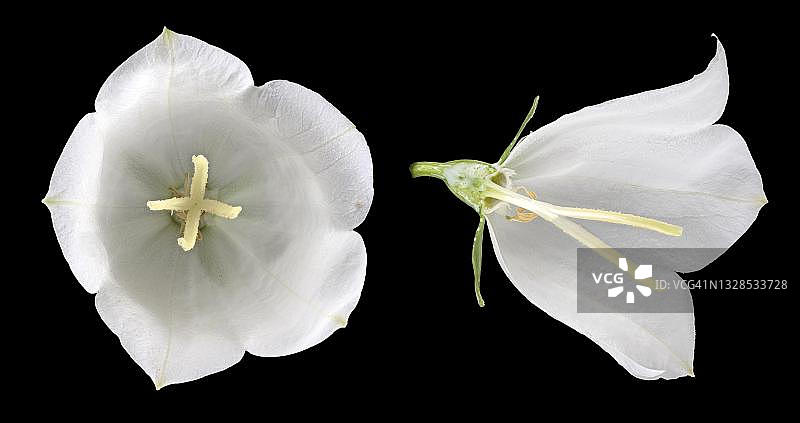 风铃草（Campanula persicifolia），花朵切开，德国图片素材