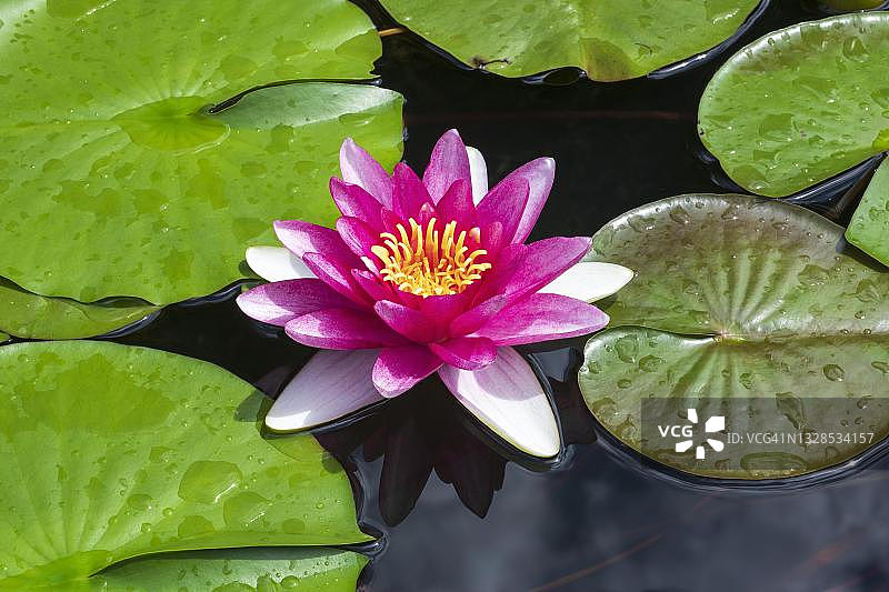 德国巴登-符腾堡州的粉色睡莲图片素材