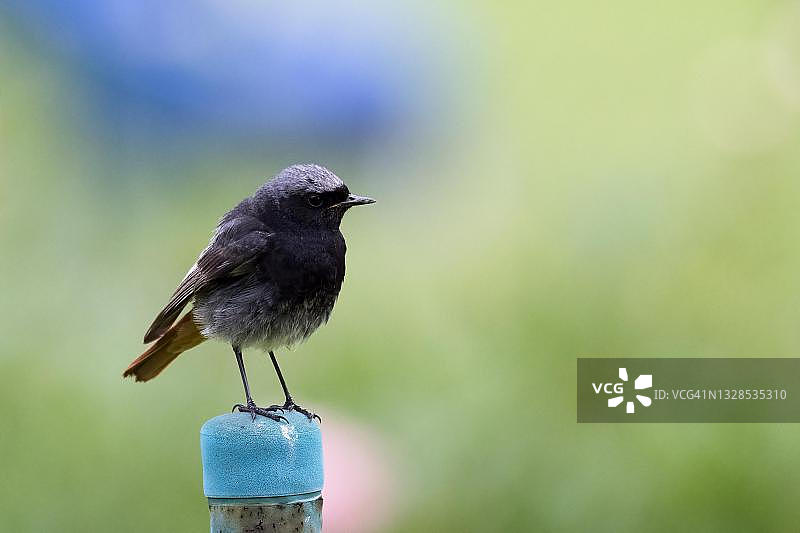 红尾鸲（Phoenicurus ochruros），站在篱笆柱上，德国黑森州图片素材