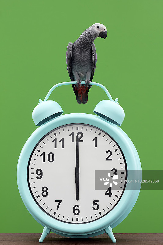 钟表顶部的鹦鹉图片素材