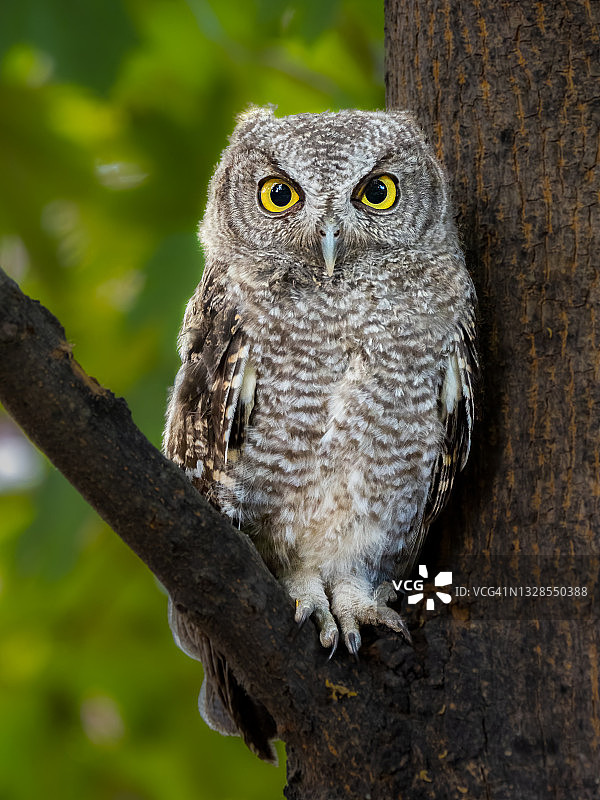 西部角鸮图片素材