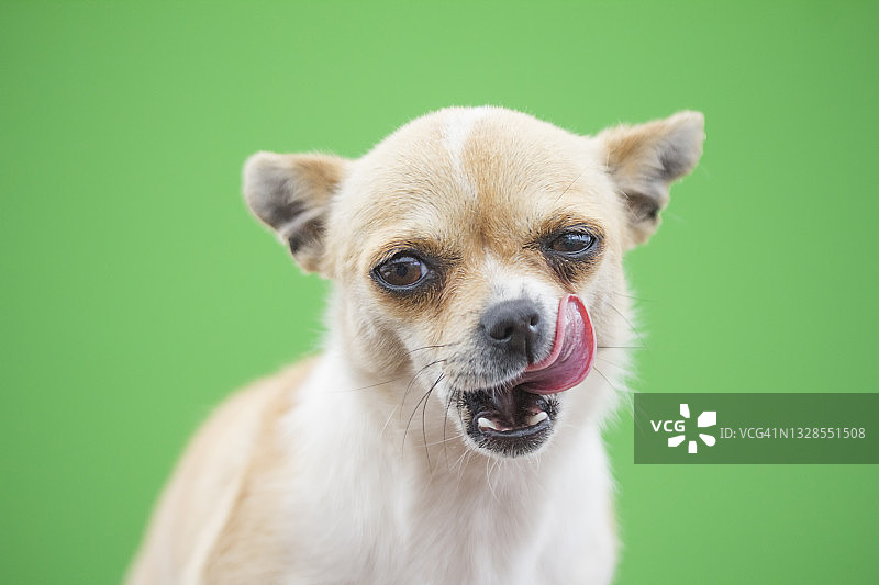 绿色背景上的舔狗图片素材