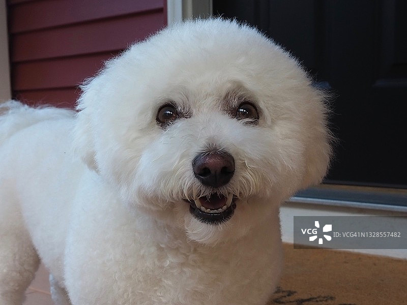 家里的狗图片素材