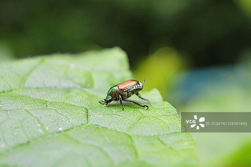 日本丽金龟图片素材