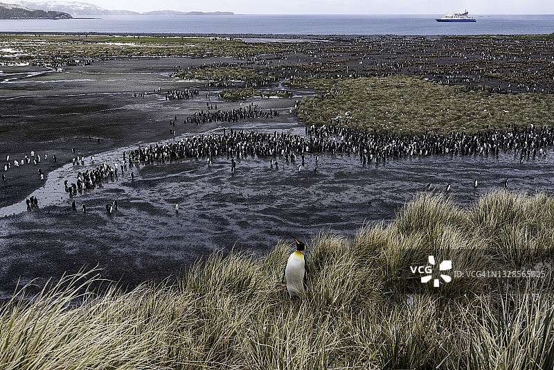 一只国王企鹅站在俯瞰圣安德鲁斯湾成年企鹅和雏鸟群落的悬崖上（南乔治亚岛）图片素材