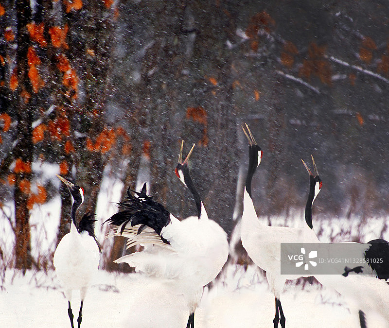雪地里的红顶鹤图片素材