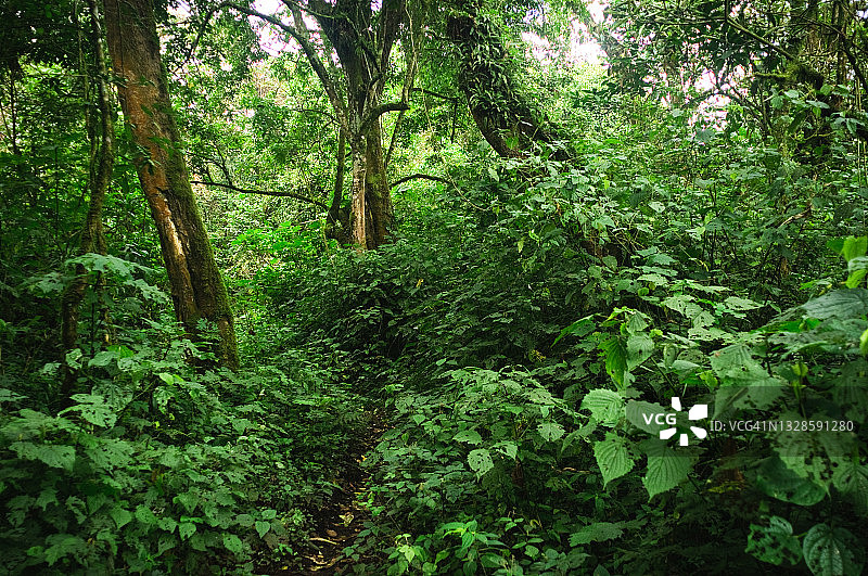 刚果民主共和国维龙加国家公园濒危山地大猩猩栖息地的茂密雨林图片素材