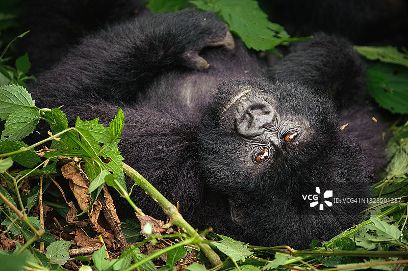 维龙加国家公园的山地大猩猩，刚果民主共和国图片素材
