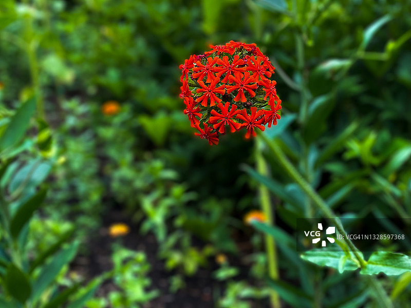 单朵红色马耳他十字花图片素材