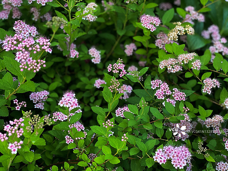 粉白色日本绣线菊花朵图片素材