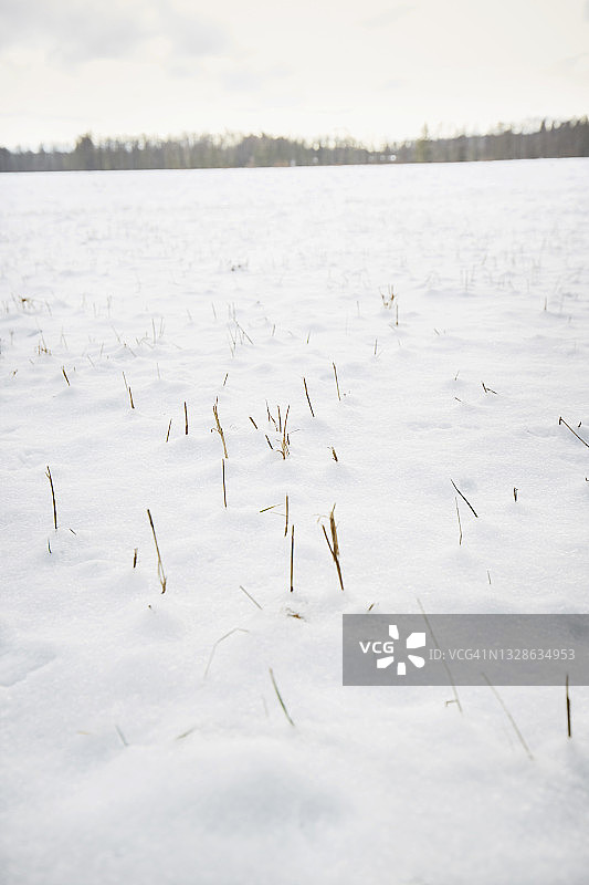 被雪覆盖的田野图片素材