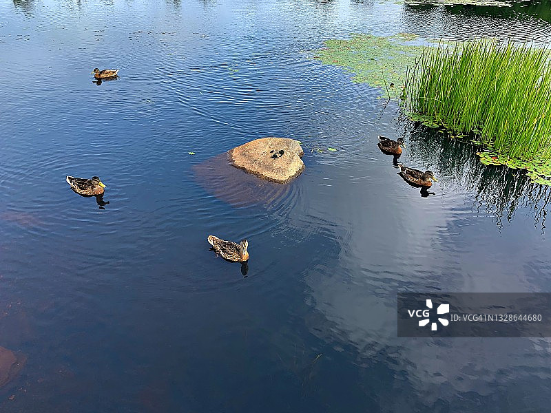 苏圣玛丽运河国家历史遗址/绿头鸭图片素材