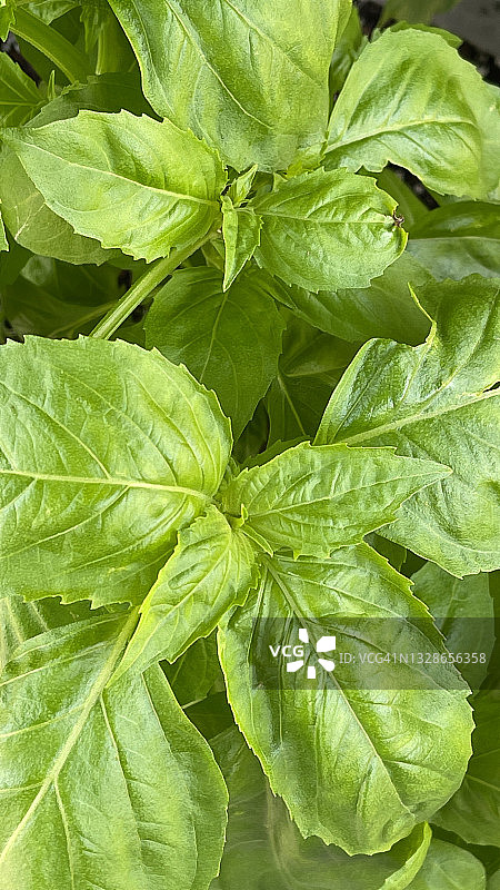 花园里新鲜的绿色罗勒叶特写图片素材