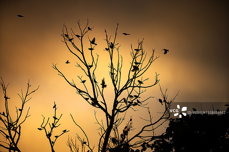 剪影日落树枝群鸟图片素材