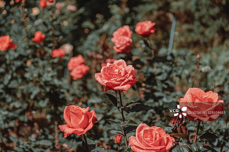 户外盛开的玫瑰花特写图片素材
