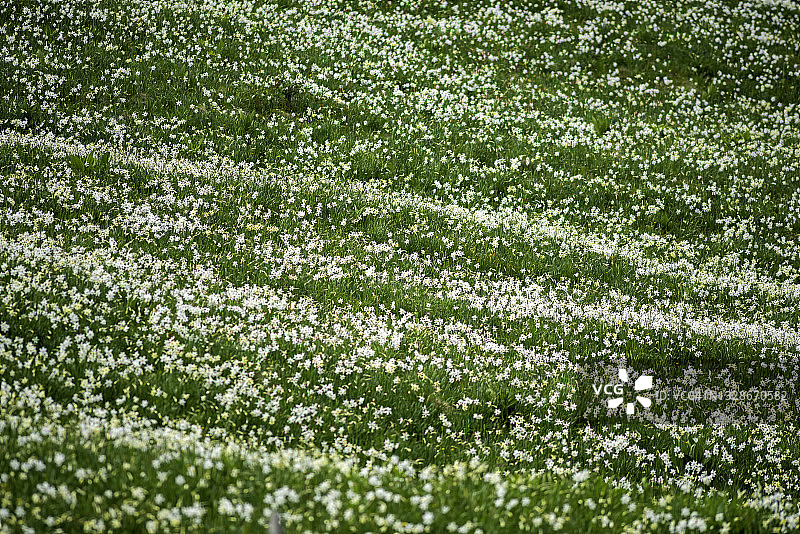 五月蒙特勒山坡上盛开的野生水仙花（焦点选择）图片素材