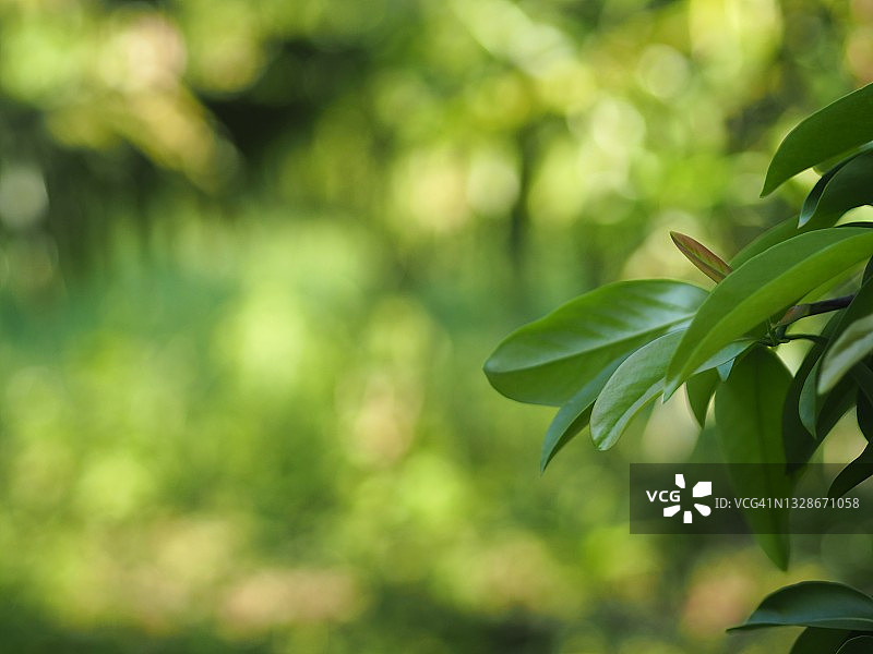 花园中的 Garcinia cowa Clusiaceae 绿树图片素材