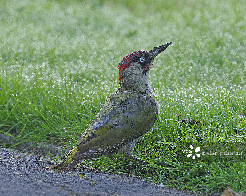 绿啄木鸟图片素材