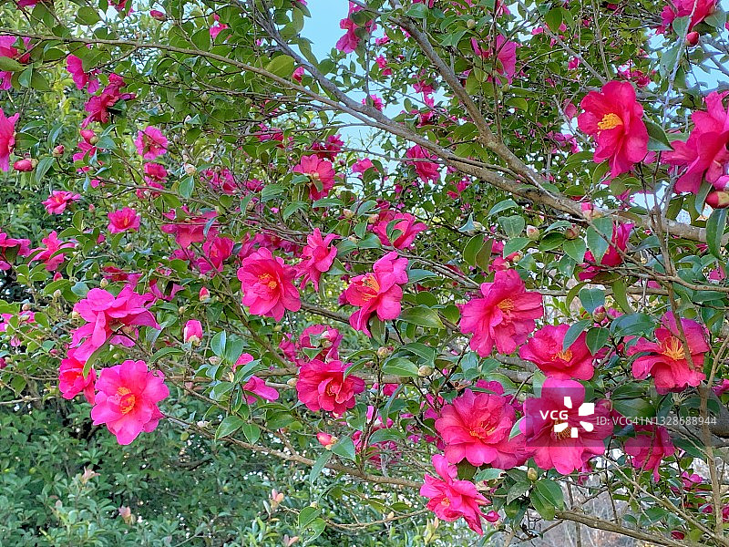 山茶花油茶花图片素材