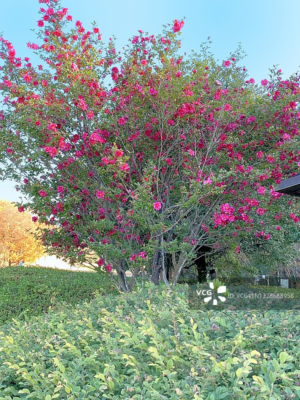 山茶花油茶花图片素材