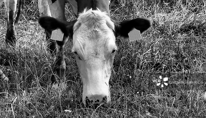 奶牛头、吃草的奶牛、田野里的奶牛、农场图片素材