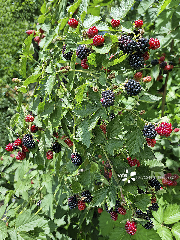 成熟和未成熟的黑莓（多刺灌木果实）图片素材