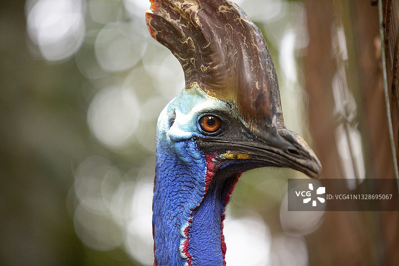 食火鸡特写图片素材
