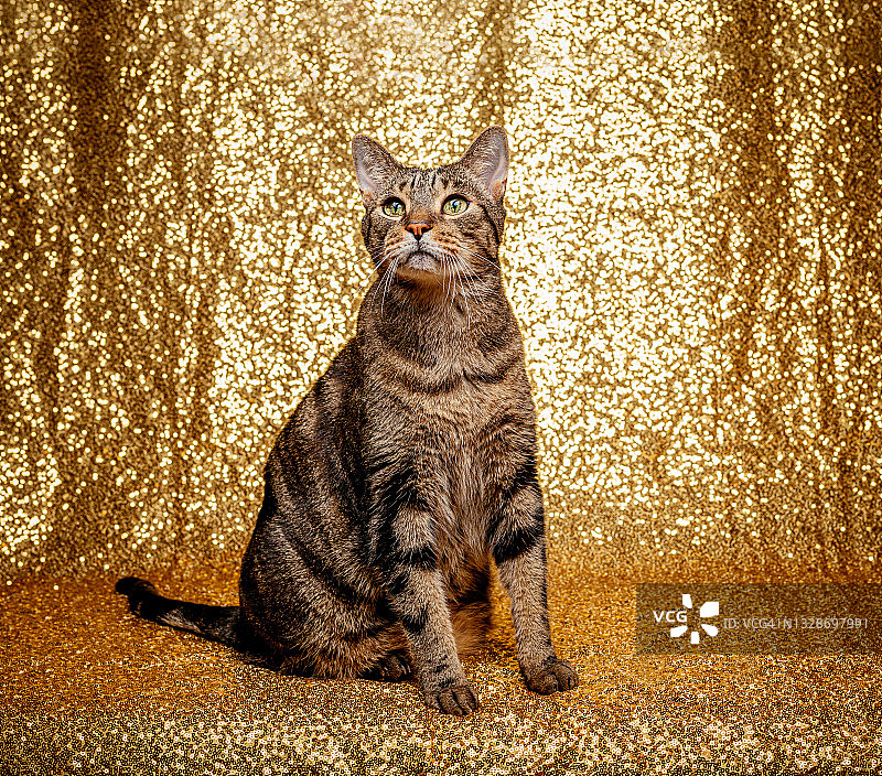 金色背景上的斑猫图片素材