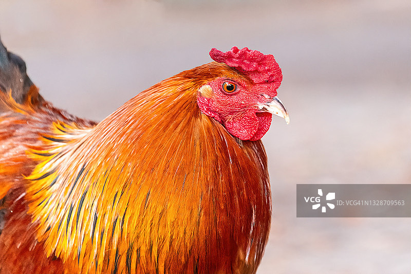 橙色羽毛的公鸡图片素材