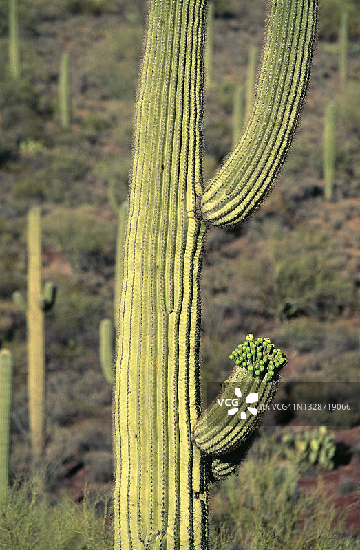 仙人掌国家公园图片素材