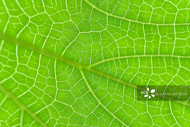 葫芦叶俯视图图片素材