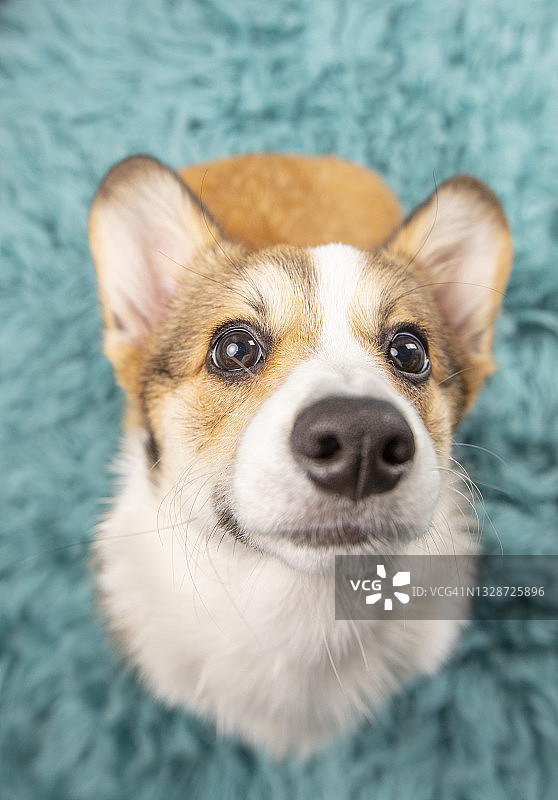 坐在地毯上的柯基幼犬图片素材