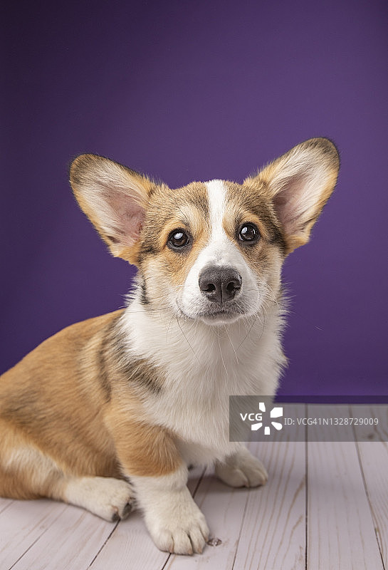 柯基犬紫色肖像图片素材