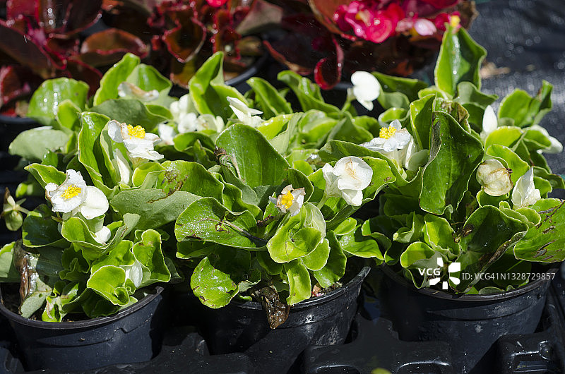 塑料盆栽中的球海棠图片素材