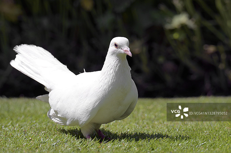 美丽的伴侣图片素材