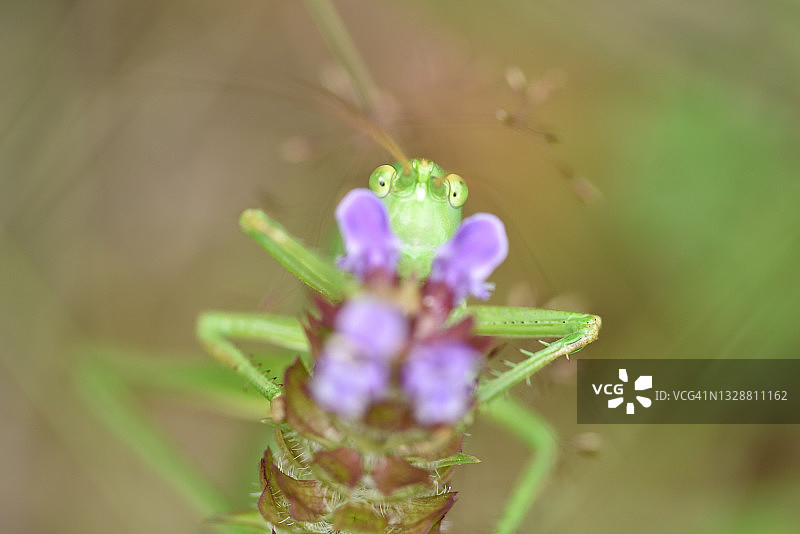 绿色的蝈蝈图片素材