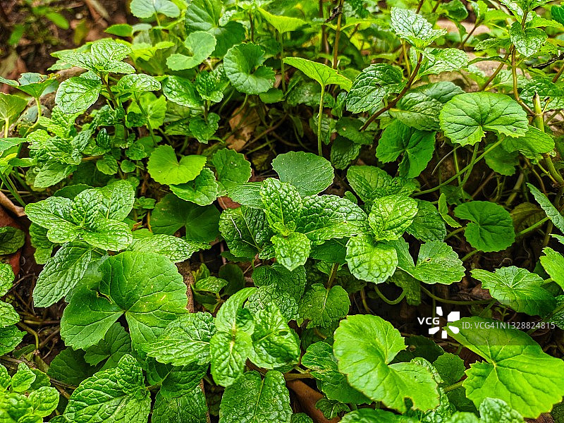 薄荷叶和积雪草图片素材