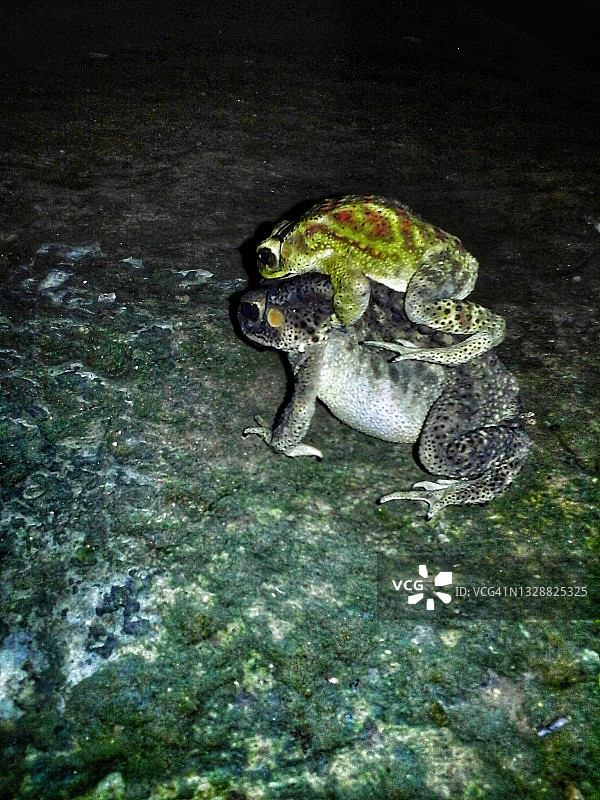 青蛙妈妈抱着孩子图片素材
