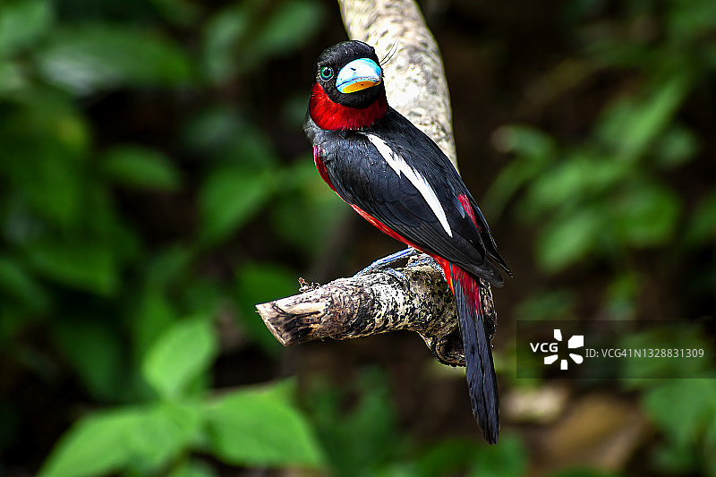 栖息在树枝上的黑红阔嘴鸟图片素材