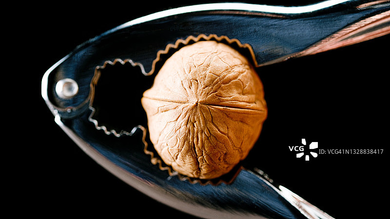 星鸦正在敲开核桃图片素材