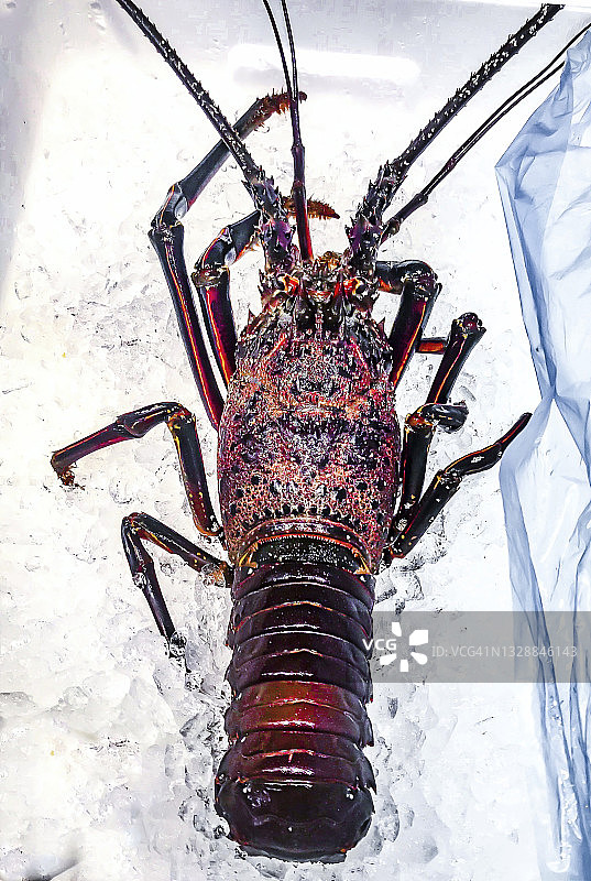 冰镇日本龙虾图片素材