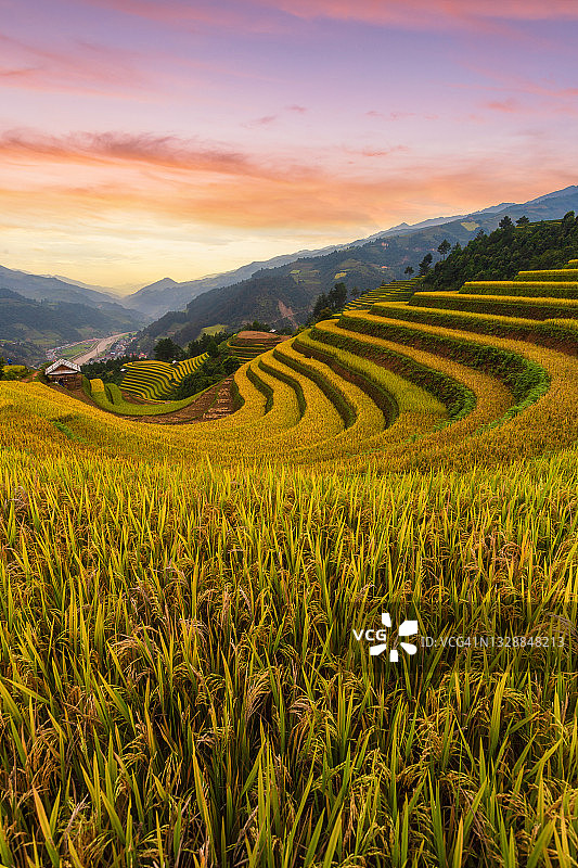 木 Cang Chai 雨季的绿色梯田图片素材